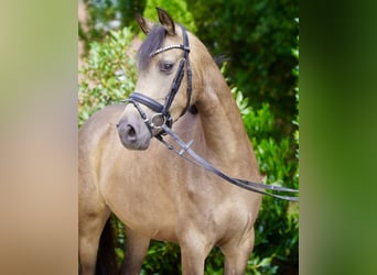 Poni alemán, Yegua, 3 años, 146 cm, Buckskin/Bayo