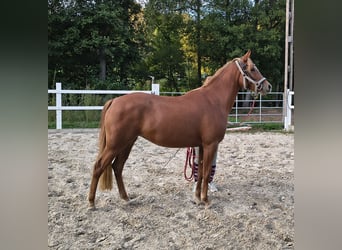 Poni alemán, Yegua, 3 años, 146 cm