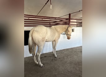 Poni alemán, Yegua, 3 años, 146 cm, Cremello