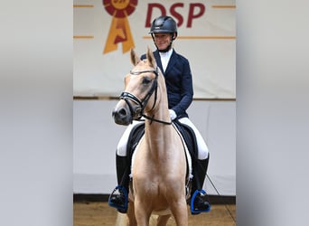 Poni alemán, Yegua, 3 años, 146 cm, Palomino
