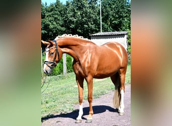 Poni alemán, Yegua, 3 años, 147 cm, Alazán