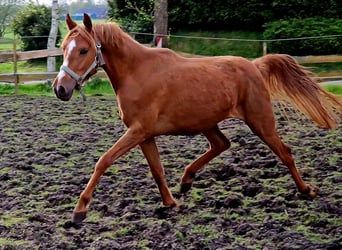 Poni alemán, Yegua, 3 años, 147 cm, Alazán