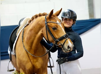 Poni alemán, Yegua, 3 años, 147 cm, Alazán