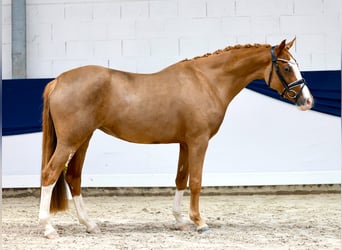 Poni alemán, Yegua, 3 años, 147 cm, Alazán