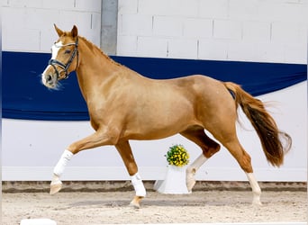 Poni alemán, Yegua, 3 años, 147 cm, Alazán