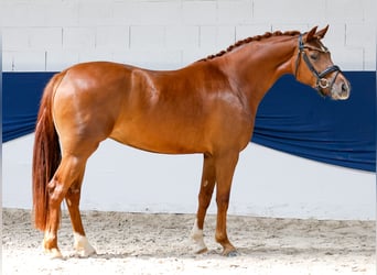 Poni alemán, Yegua, 3 años, 147 cm, Alazán