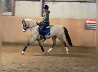 Poni alemán, Yegua, 3 años, 147 cm, Bayo