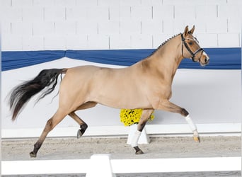 Poni alemán, Yegua, 3 años, 147 cm, Bayo