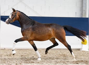 Poni alemán, Yegua, 3 años, 147 cm, Castaño