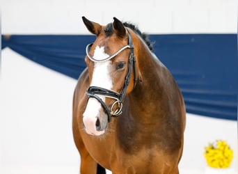 Poni alemán, Yegua, 3 años, 147 cm, Castaño