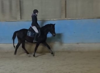 Poni alemán, Yegua, 3 años, 147 cm, Castaño oscuro