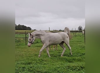 Poni alemán, Yegua, 3 años, 147 cm, Cremello