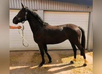 Poni alemán, Yegua, 3 años, 147 cm, Negro