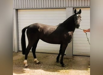 Poni alemán, Yegua, 3 años, 147 cm, Negro