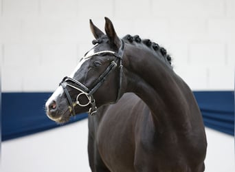 Poni alemán, Yegua, 3 años, 147 cm, Negro