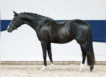 Poni alemán, Yegua, 3 años, 147 cm, Negro