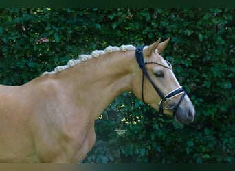 Poni alemán, Yegua, 3 años, 147 cm, Palomino