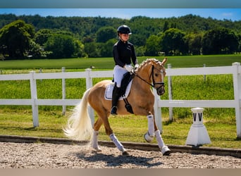 Poni alemán, Yegua, 3 años, 147 cm, Palomino