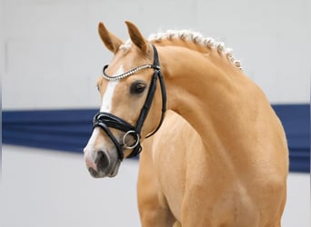 Poni alemán, Yegua, 3 años, 147 cm, Palomino
