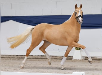 Poni alemán, Yegua, 3 años, 147 cm, Palomino