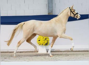 Poni alemán, Yegua, 3 años, 147 cm, Palomino