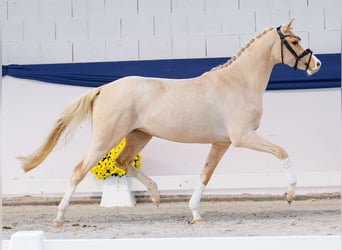 Poni alemán, Yegua, 3 años, 147 cm, Palomino