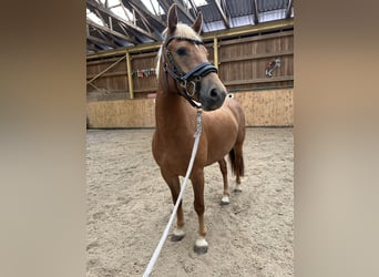 Poni alemán Mestizo, Yegua, 3 años, 148 cm, Alazán