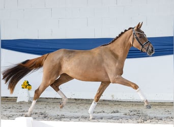Poni alemán, Yegua, 3 años, 148 cm, Alazán-tostado