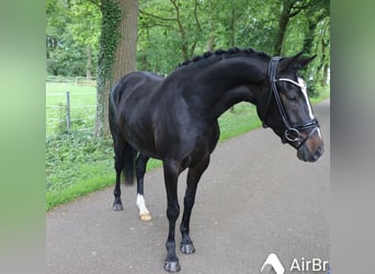 Poni alemán, Yegua, 3 años, 148 cm, Castaño oscuro