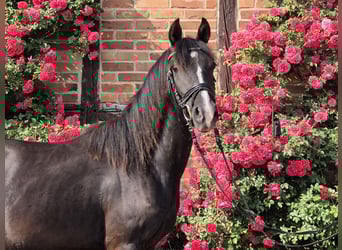 Poni alemán, Yegua, 3 años, 148 cm, Negro