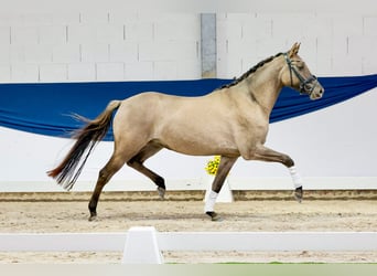 Poni alemán, Yegua, 3 años, 149 cm, Buckskin/Bayo