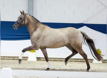 Poni alemán, Yegua, 3 años, 149 cm, Buckskin/Bayo