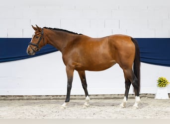 Poni alemán, Yegua, 3 años, 149 cm, Castaño