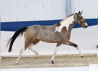 Poni alemán, Yegua, 3 años, 149 cm, Pío