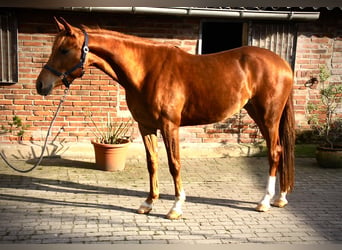Poni alemán, Yegua, 3 años, 150 cm, Alazán-tostado