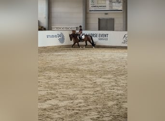 Poni alemán, Yegua, 3 años, 150 cm, Castaño