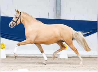 Poni alemán, Yegua, 3 años, 151 cm, Palomino