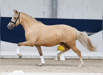 Poni alemán, Yegua, 3 años, 151 cm, Palomino