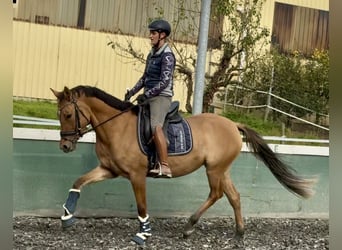 Poni alemán, Yegua, 3 años, 152 cm, Bayo
