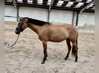 Poni alemán, Yegua, 3 años, 152 cm, Bayo