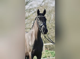 Poni alemán, Yegua, 3 años, 152 cm, Negro
