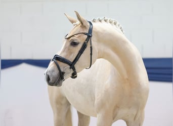 Poni alemán, Yegua, 3 años, 152 cm, Palomino