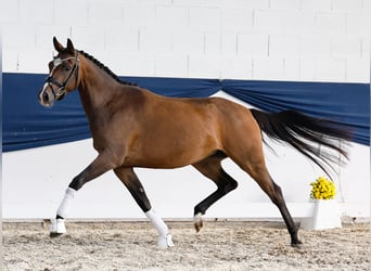 Poni alemán, Yegua, 3 años, 153 cm, Castaño