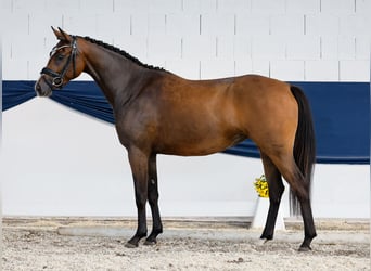 Poni alemán, Yegua, 3 años, 153 cm, Castaño