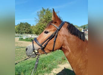 Poni alemán, Yegua, 3 años, 155 cm, Castaño