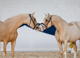 Poni alemán, Yegua, 3 años, 155 cm, Palomino