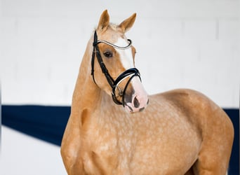 Poni alemán, Yegua, 3 años, 155 cm, Palomino