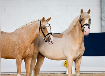 Poni alemán, Yegua, 3 años, 155 cm, Palomino