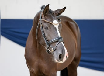 Poni alemán, Yegua, 3 años, 156 cm, Negro