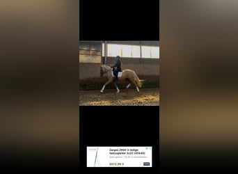 Poni alemán, Yegua, 3 años, 156 cm, Palomino